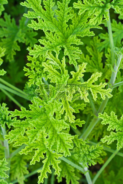 植物草本花园绿色树有板状叶图片