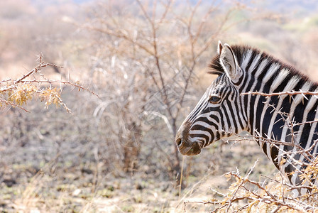非洲人斑马自然荒野图片