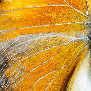 颜色脆弱的阮詹自然质地由橙蝴蝶翅膀背景衍生而来背景图片