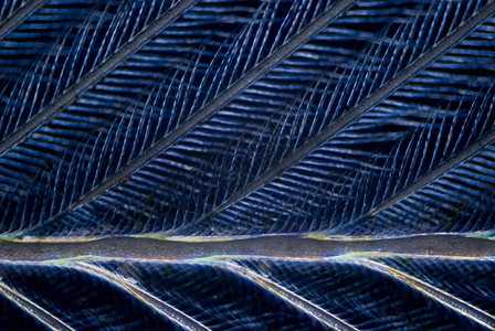 显微照片羽毛的光生物学图片