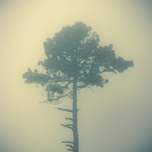 一片孤树在茂密的云雾中徘徊一种寒冷的风景优美图片