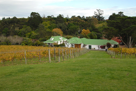 颜色新西兰怀赫克岛Waiheke岛葡萄园和酒厂新的图片