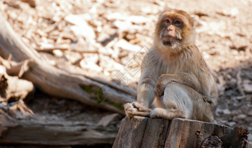 户外荒野巴里猕猴Macacasylvanus坐在树桩上西尔瓦努斯图片