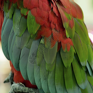 美丽的鹦鹉羽毛缝合动物园金刚鹦鹉图片