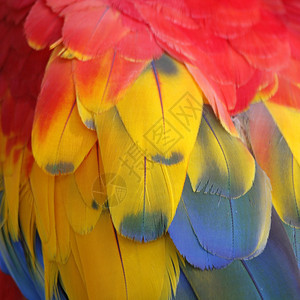 自由宠物禽类美丽的鹦鹉羽毛缝合图片