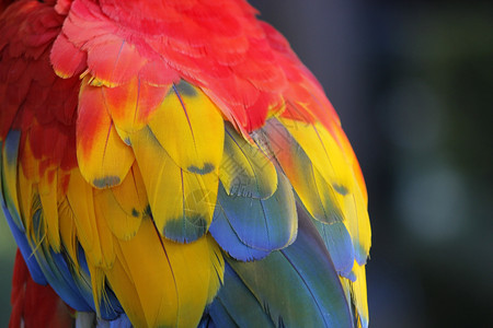 美丽的鹦鹉羽毛缝合动物园禽类自由图片