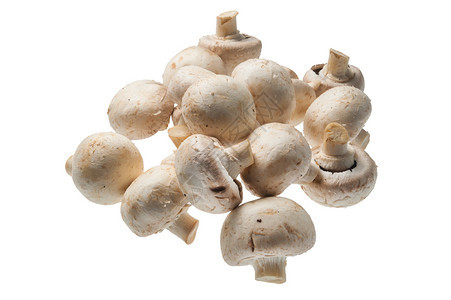 原香皮尼翁在白色背景中被孤立食用香菇图片