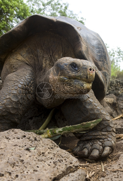 荒野爬行动物厄瓜多尔沿海加拉帕戈斯群岛的巨型加拉帕戈斯乌龟野生动物图片