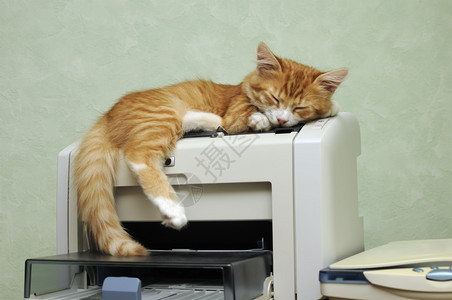 趴在打印机上睡着的猫咪图片