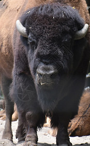 粘着大美洲野牛舌头稍露出一丁点美国水牛棕色的图片