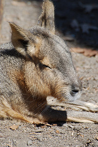 睡眠野生动物豚鼠卡比巴拉睡在温暖的阳光下图片