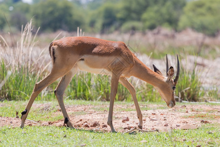 博茨瓦纳莫科洛迪自然保护区的Impala非洲羚羊草食动物图片