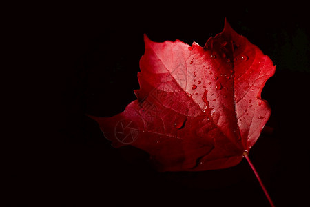 黑暗中的红色枫叶图片