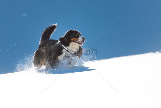 山间的雪景和小狗图片