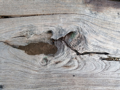 质地老的关闭树桩上显示老化圆圈的横截片段界图片