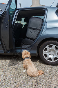 运输在汽车和狗背面的手提箱象征度假期间弃养动物的问题编号加载包装图片