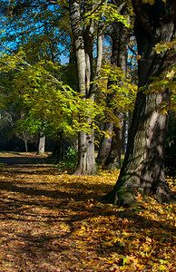 九月秋天季森林阳光天气中的路径和树木落下图片