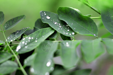 绿色叶子露雨后上的水滴图片