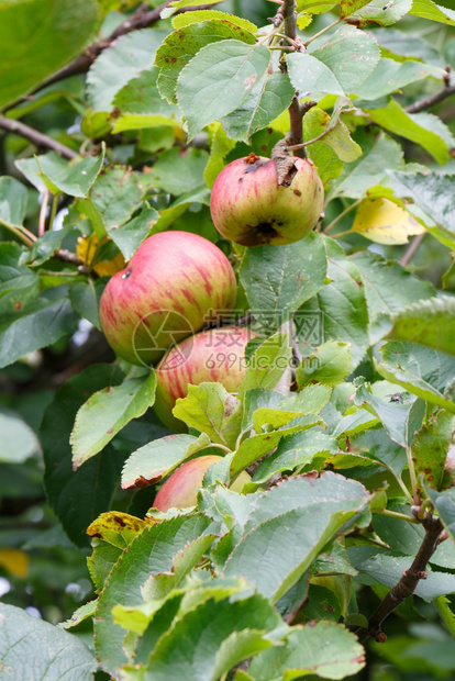 树上成熟的苹果图片