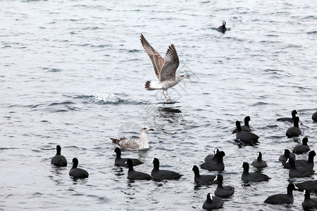 凫自然海浪中的黑鸭Pampean潜水翅膀背景图片