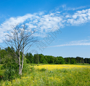 四月草地白俄罗斯开阔的春草林和干枯树有云雾天空图片