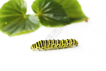 一个巨大的绿色毛虫爬在树叶边上白色的背景上隔绝分支恶心幼虫图片
