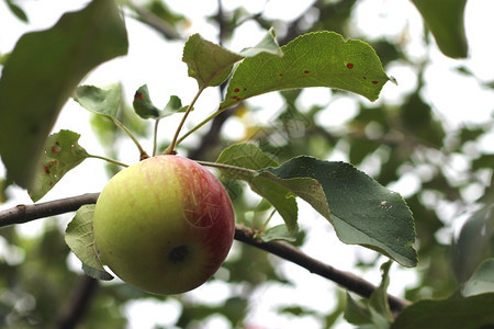 生长花园收成树上挂着绿苹果和红图片