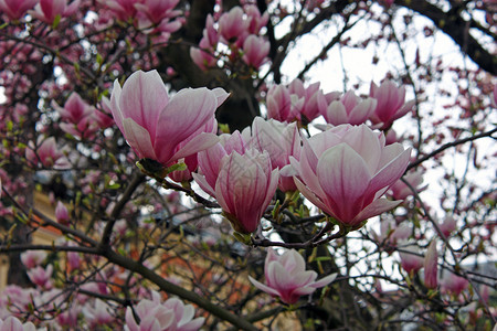 花园粉色的自然春天花粉红木兰图片