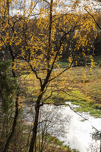 树木森林在小河背景的光下黄绿色叶在一小条河的背景下桦木图片