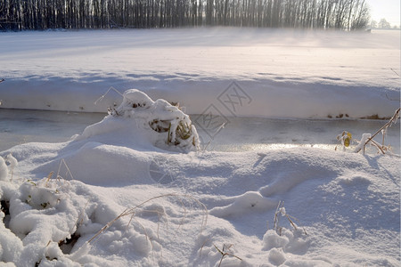 荷兰瓦塞纳尔Horsten岛雪积光线冷冻牧场图片