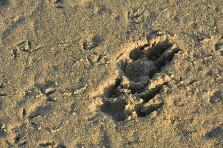 沙滩上的动物脚印图片