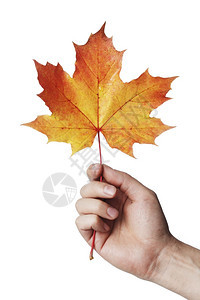 枫落下一只手握着秋色的绿叶天图片