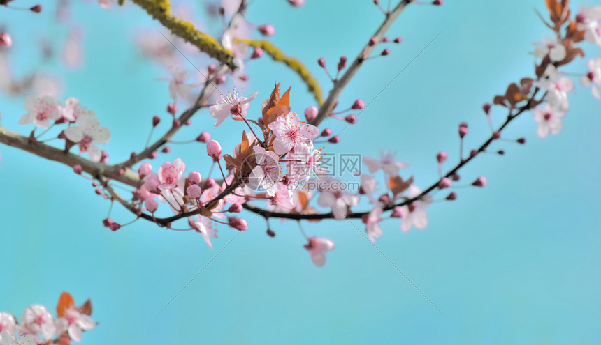 粉红色花朵在树枝上开花图片