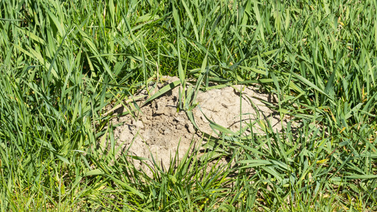 草地上的泥土和鼹鼠洞图片