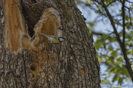 一只奶嘴鸟在老树上刺出巢动物看羽毛图片