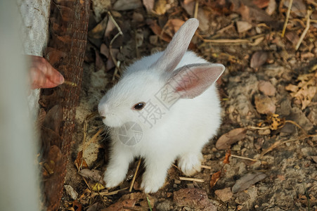 户外的白兔子图片