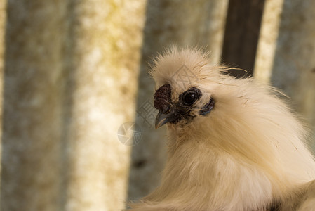 花园动物自然背景上的观赏母鸡美丽颜色观赏母鸡美丽的颜色羽毛图片