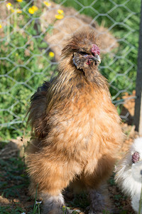 脚再生产羽毛自然背景上的观赏母鸡美丽颜色观赏母鸡美丽的颜色图片