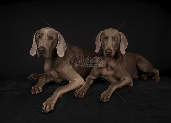 生物狗驯化的坐在黑色底的WeimaranerDogs图片