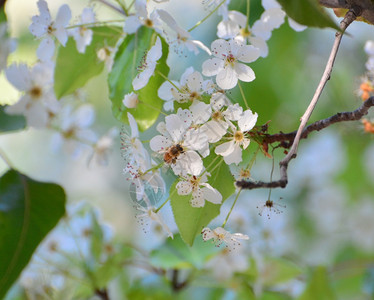 微小的在树上生长小白蜜蜂鲜花昆虫自然图片