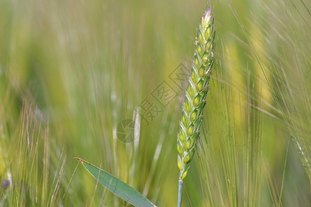 谷物粮食农业靠近在田地里生长的绿色小麦黑靠近在田地里生长的绿色小麦黑图片