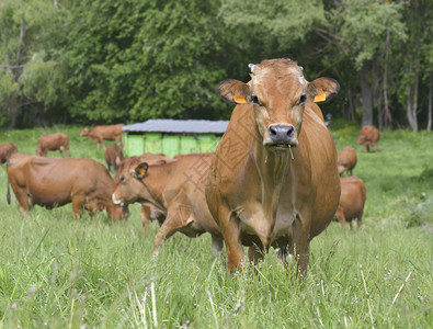 动物棕色的草地上美丽棕色高山牛与其他奶背景相配的照机农场图片