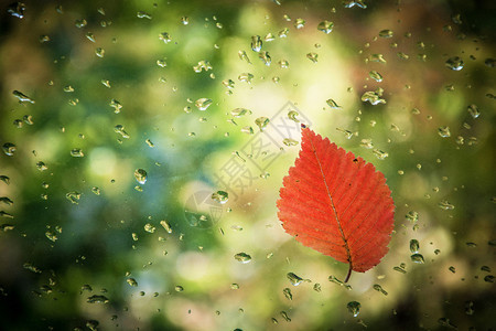 玻璃上的红叶子和水滴图片