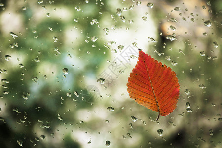 雨天玻璃上红叶子图片