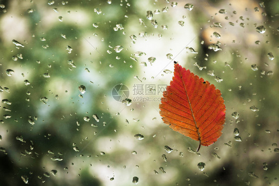 雨天玻璃上红叶子图片