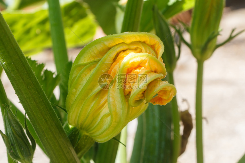 黄色的夏南花图片