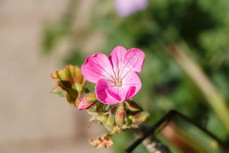 园丁一种春天在花园里放着粉红色花园艺图片