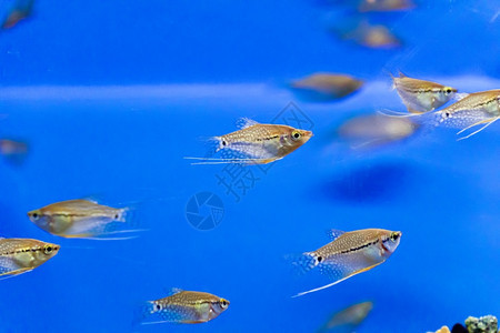 海标量蓝水中族馆鱼类照片金图片