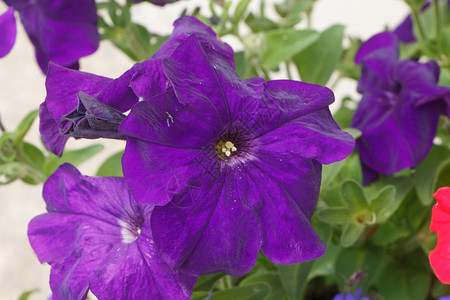 花的叶子夏天在园里放紫色朵自然图片