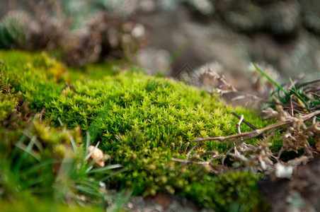 苔藓生物特写图片